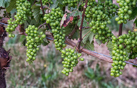 CH160705_RedmanVineyard_035-Edit