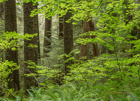 CH140723_OlympicPeninsula_SolDucFalls_014