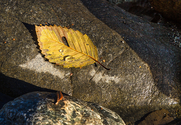 CH131222_JedediahSmithStatePark_028