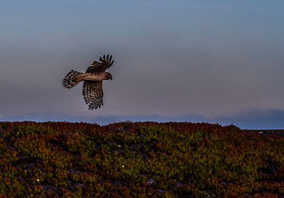 CH131228_MacKerricherStatePark_043-Edit