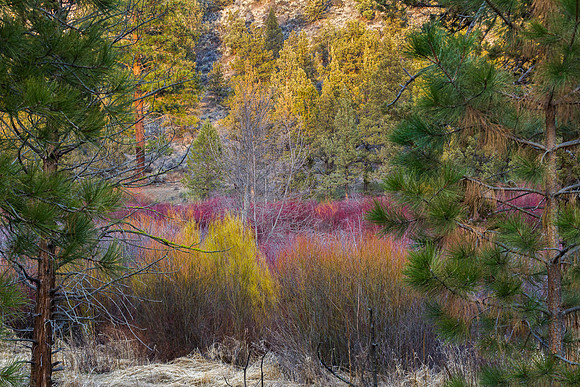 CH140324_TumaloStatePark_042