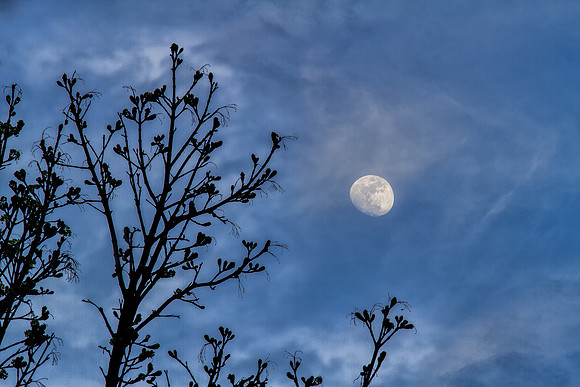 SpringMoonInPortland