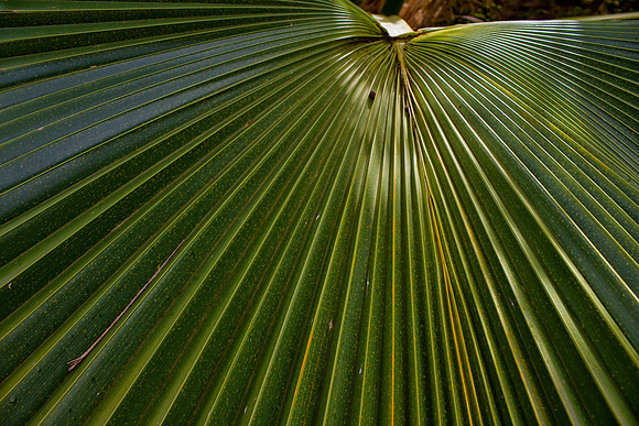 CH111219_Hawaii2011_Day2_44 as Smart Object-1