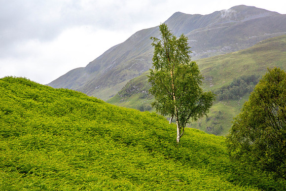 CH190620_Kingshouse2Kinlochleven_027
