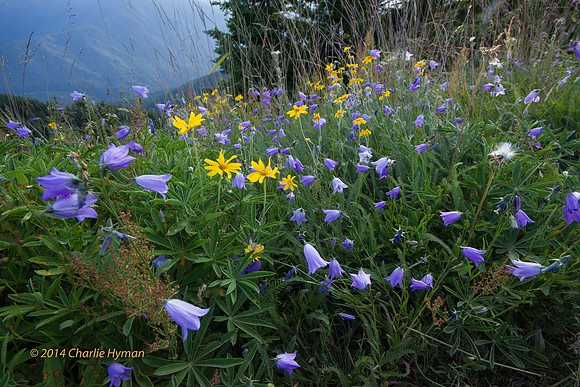 CH140722_OlympicPeninsula_HurricaneRidgeSunset_019