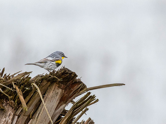 TualatinWildlifeRefuge-46