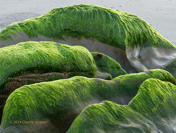 CH140726_OlympicPeninsula_RubyBeach_200