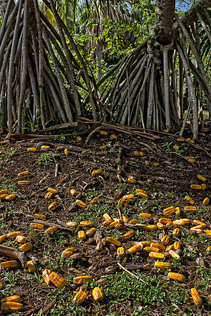 CH111219_Hawaii2011_Day2_40 as Smart Object-1