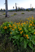 SheepSprings-66