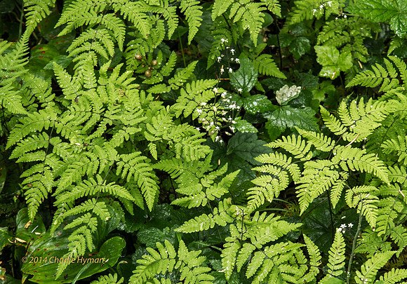 CH140723_OlympicPeninsula_SolDucFalls_029