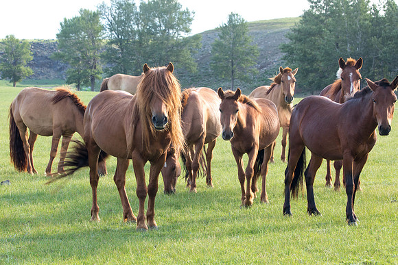CH170711_HorseTrekDay2_024