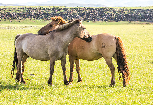 CH170711_HorseTrekDay2_039