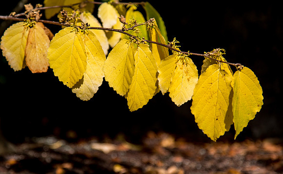 CH160929_FallColors_018