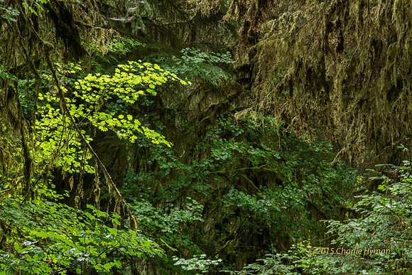 CH140724_OlympicPeninsula_HohRainForest_026