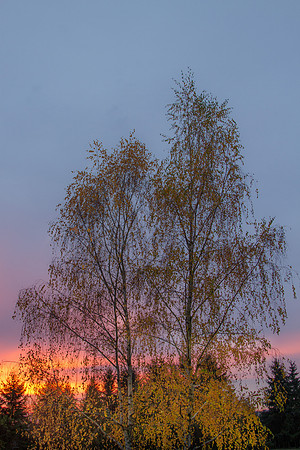 CH121122_SunriseFrontYard__0003