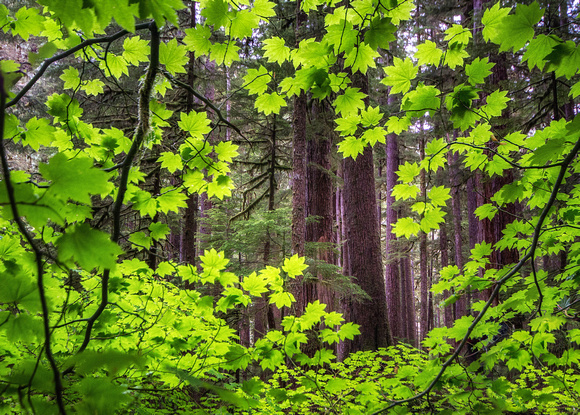 CH140723_OlympicPeninsula_SolDucFalls_089-Edit