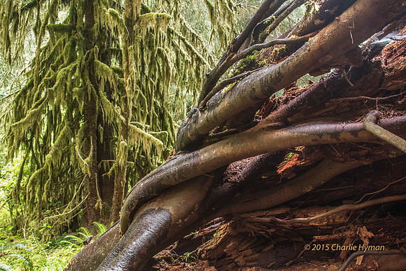 CH140724_OlympicPeninsula_HohRainForest_022