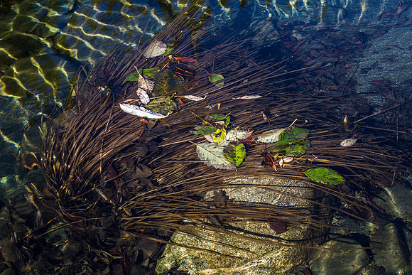 CH131222_JedediahSmithStatePark_029