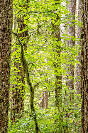 CH140723_OlympicPeninsula_SolDucFalls_007
