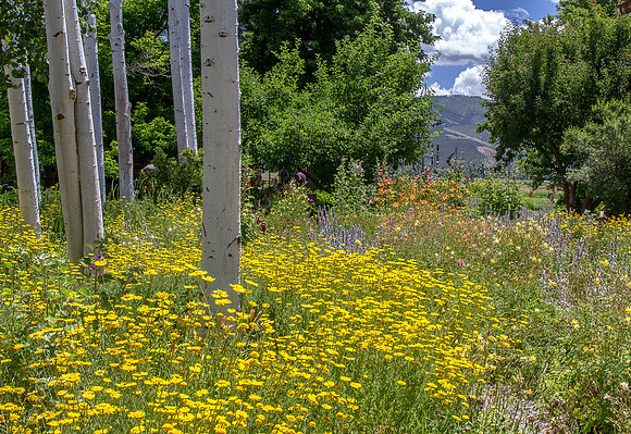 CH150710_Taos_336