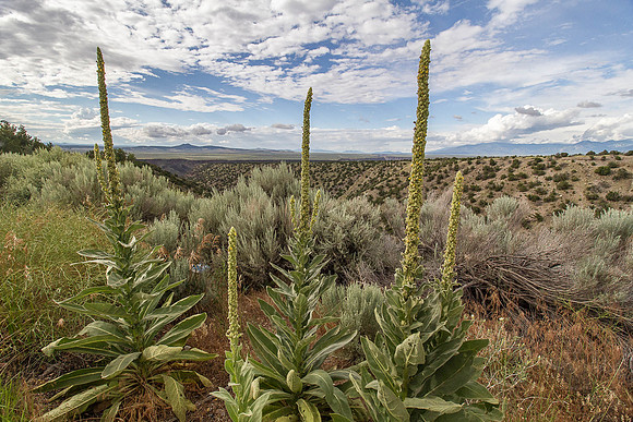 CH150706_Taos_2015_426