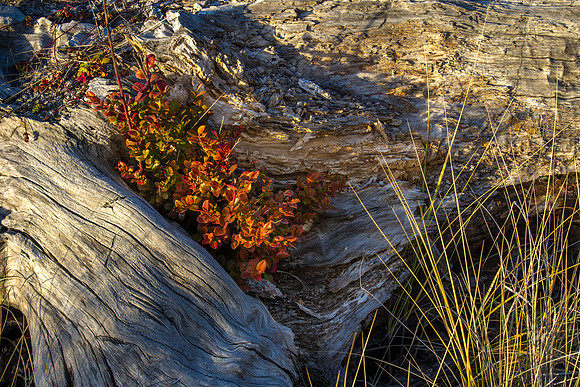 CH131223_GoldenBluffsBeach_013