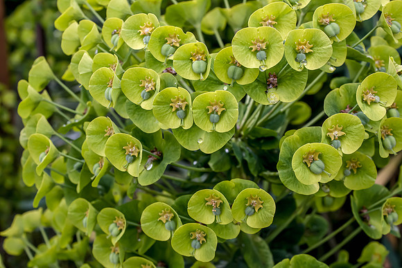 ScenesAroundTheYard_0010