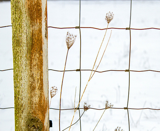 CH140207_SnowDay_MalloyWay_041