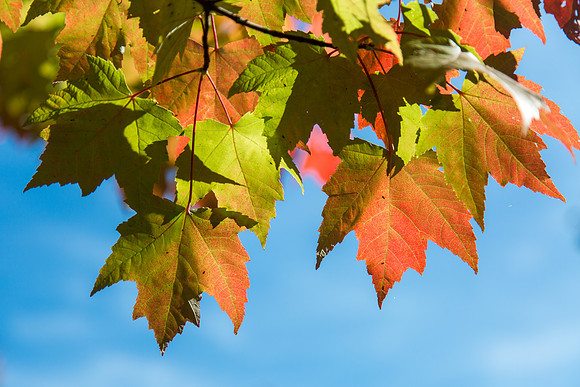 CH160929_FallColors_033