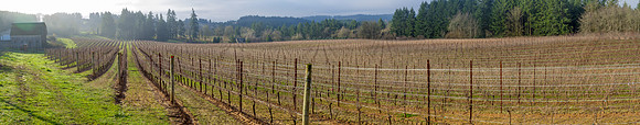 CH160207_RedmanVineyard_025-Pano