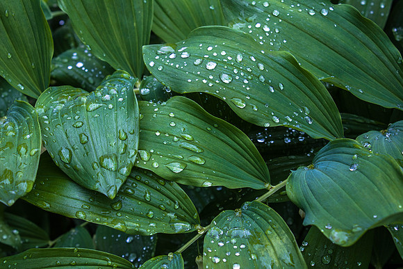 ScenesAroundTheYard_0026