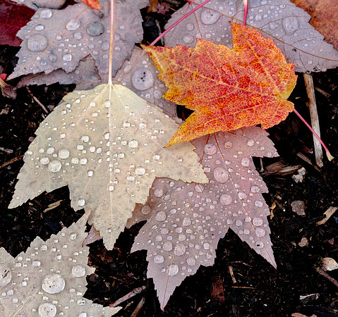 CH151019_FallColors_WHS_024