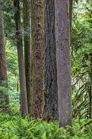 CH160717_EagleFernPark_045-Edit