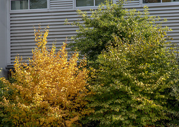 CH160929_FallColors_011