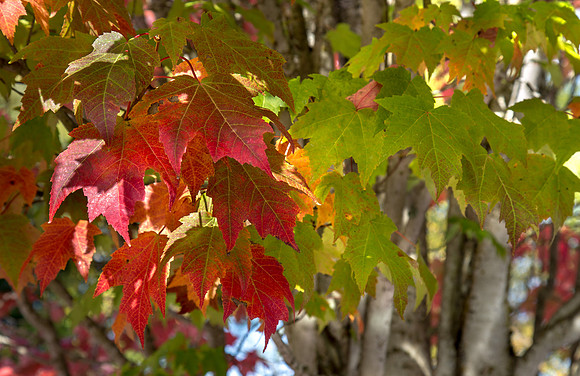 CH160929_FallColors_006