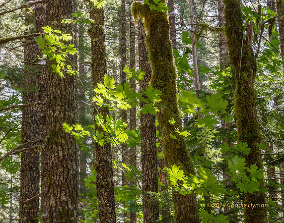 CH140809_TrapperCreek_124
