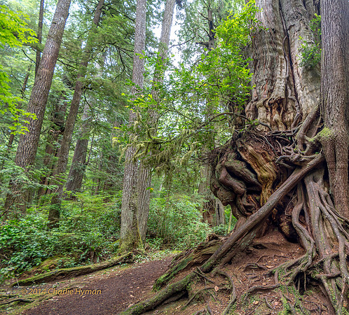 CH140725_OlympicPeninsula_BigCedarTrees_035