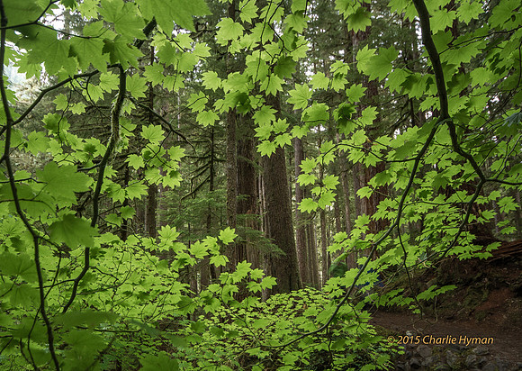 CH140723_OlympicPeninsula_SolDucFalls_088