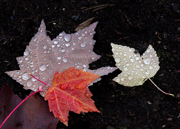 CH151019_FallColors_WHS_027