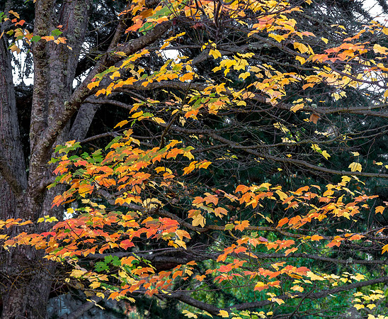 CH151010_SouthernOregon_017