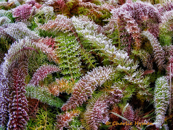 CH120128_GrahamOaks_00 as Smart Object-1