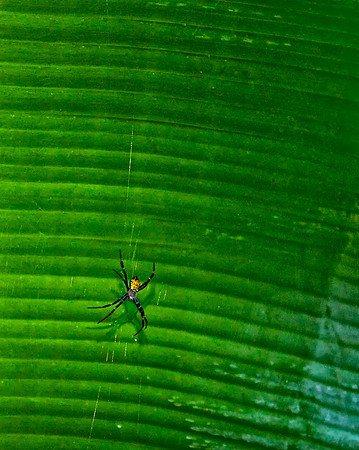 Hawaii 2009_20091226_0097 as Smart Object-1