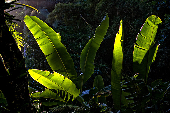 Hawaii 2009_20091226_0081 as Smart Object-1