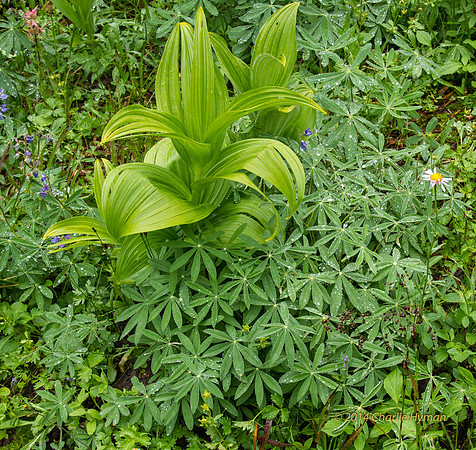CH140815_Mt.Adams_KillenCreek_046