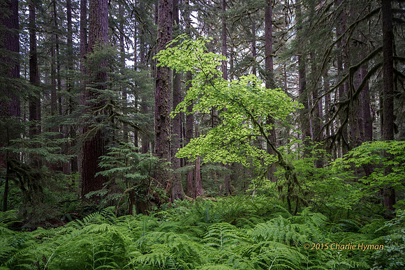 CH140723_OlympicPeninsula_SolDucFalls_086
