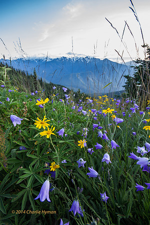 CH140722_OlympicPeninsula_HurricaneRidgeSunset_021