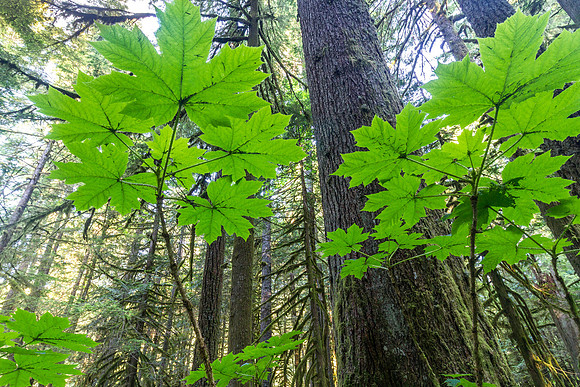 CH150617_SalmonRiver_063