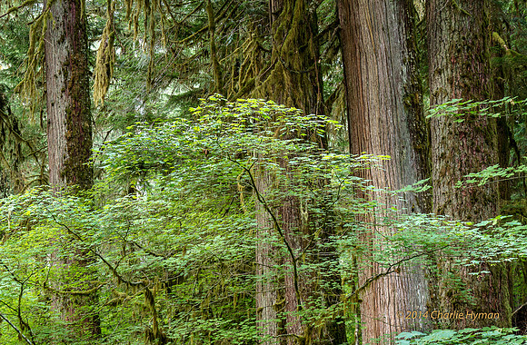 CH140809_TrapperCreek_109