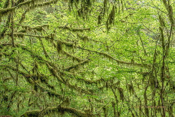 CH140724_OlympicPeninsula_HohRainForest_013