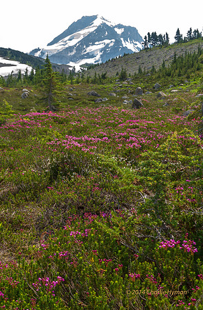 CH140804_Mt.Hood_VistaRidge_043